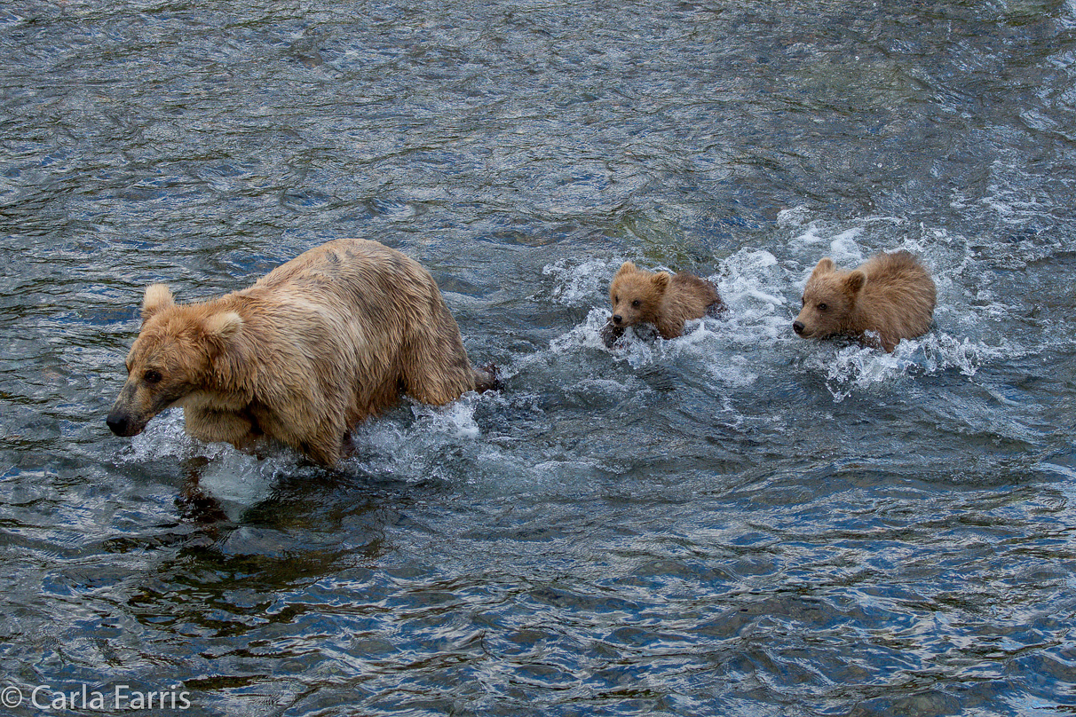 Grazer (128) & cubs