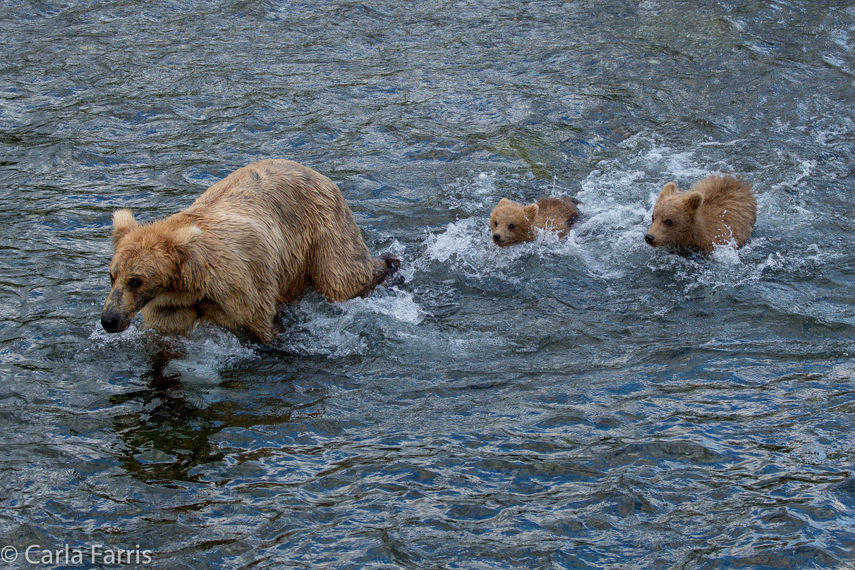 Grazer (128) & cubs