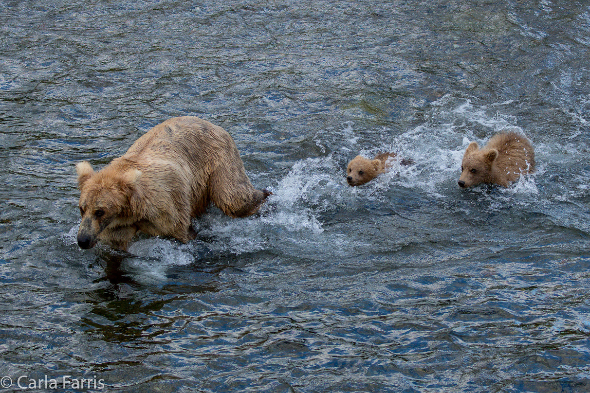 Grazer (128) & cubs