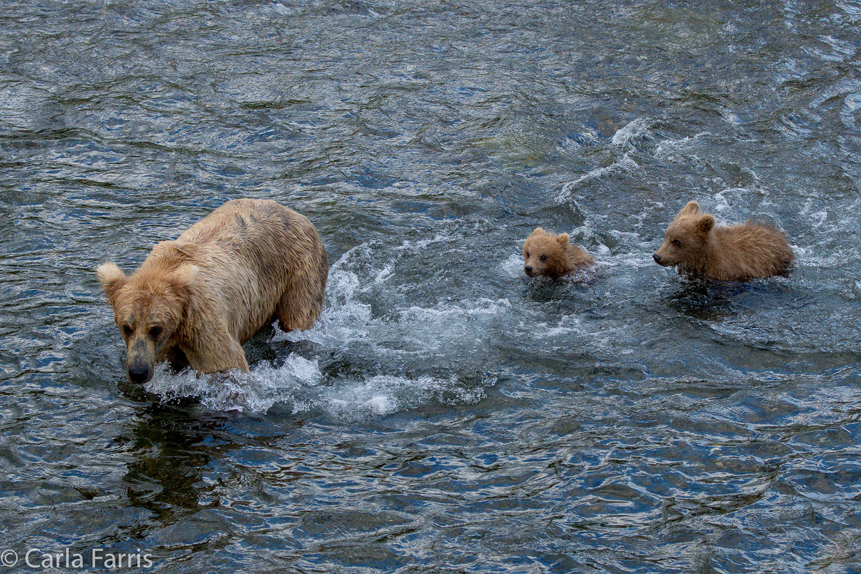 Grazer (128) & cubs