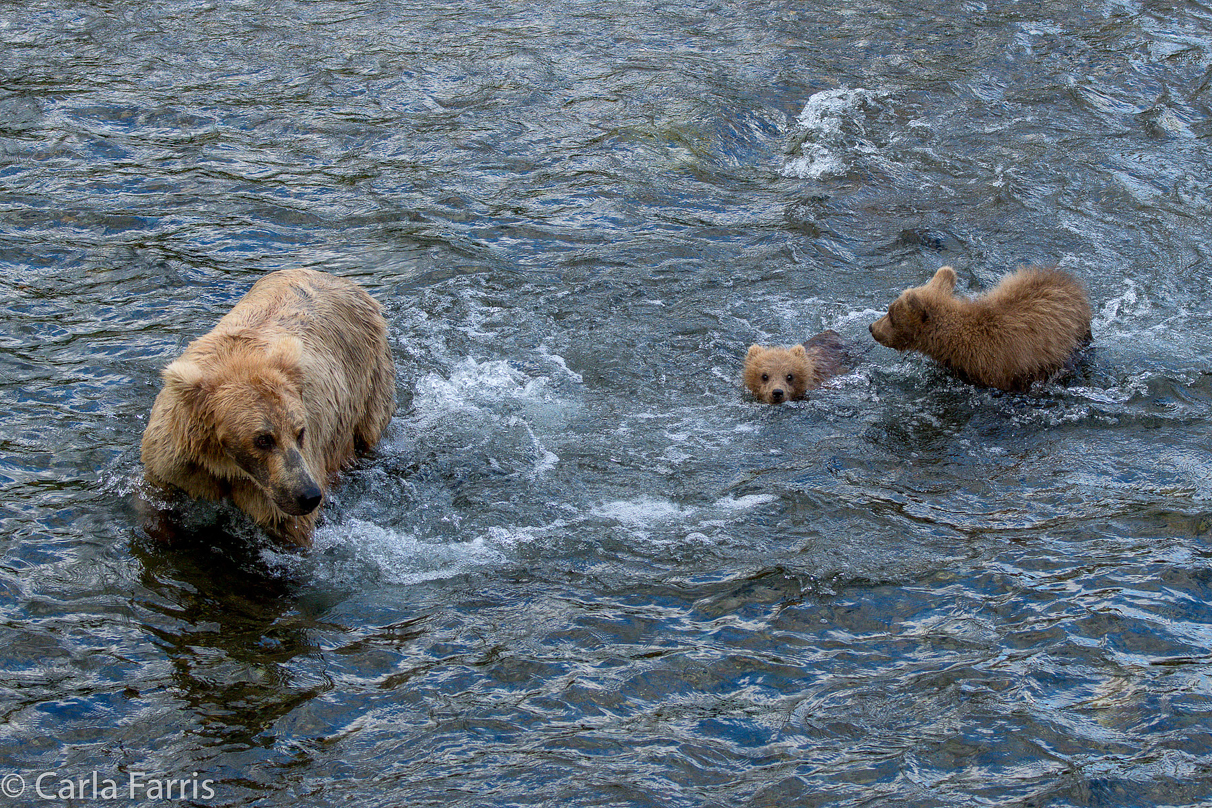 Grazer (128) & cubs