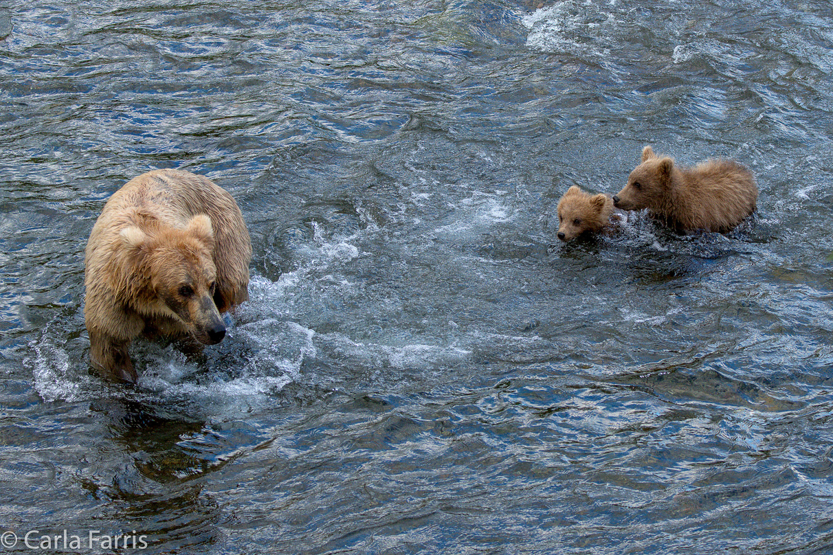 Grazer (128) & cubs