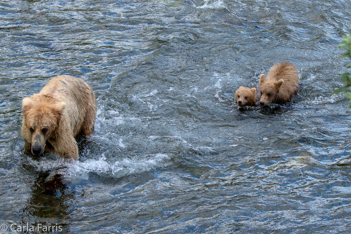 Grazer (128) & cubs