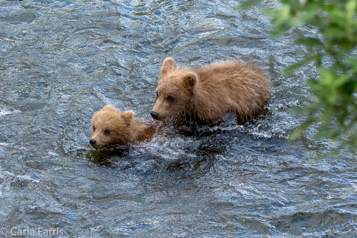 Grazer (128) cub(s)