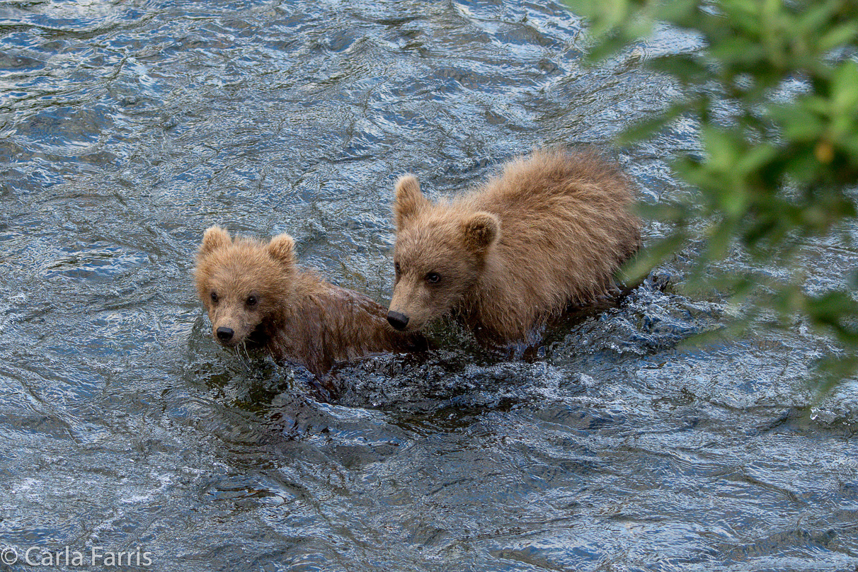 Grazer (128) cub(s)