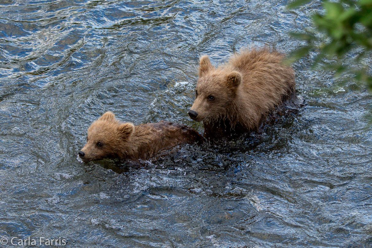 Grazer (128) cub(s)