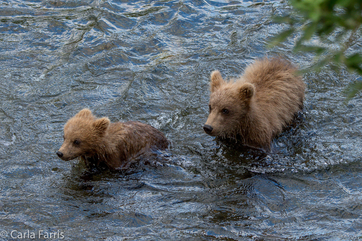 Grazer (128) cub(s)