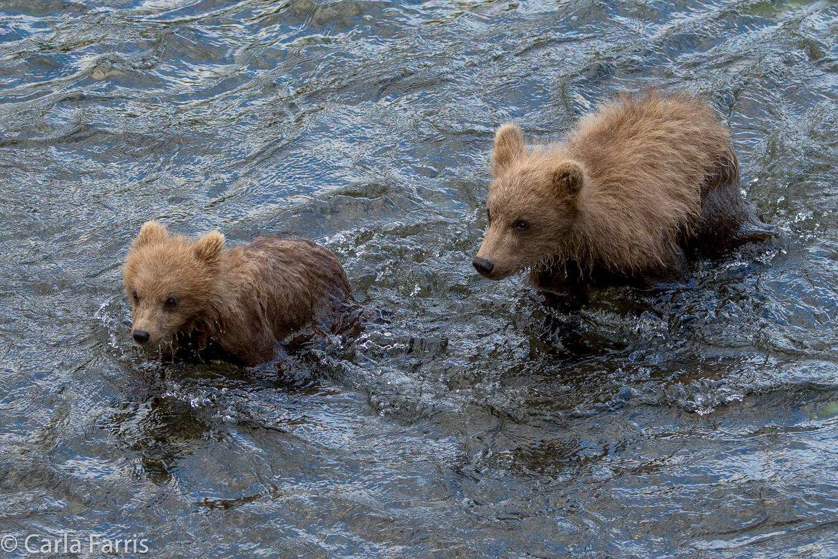 Grazer (128) cub(s)