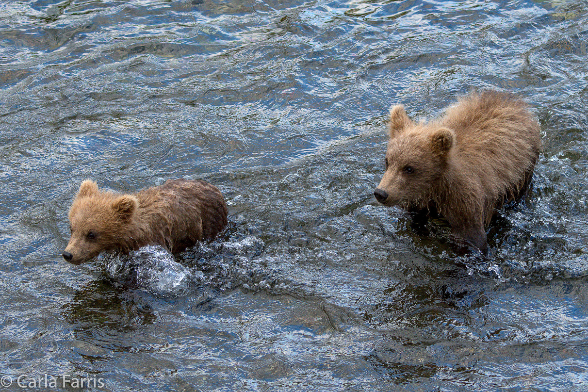 Grazer (128) cub(s)