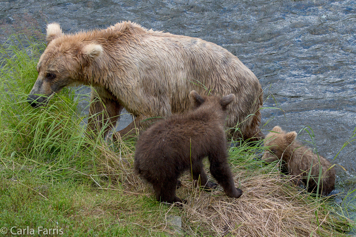 Grazer (128) & cubs