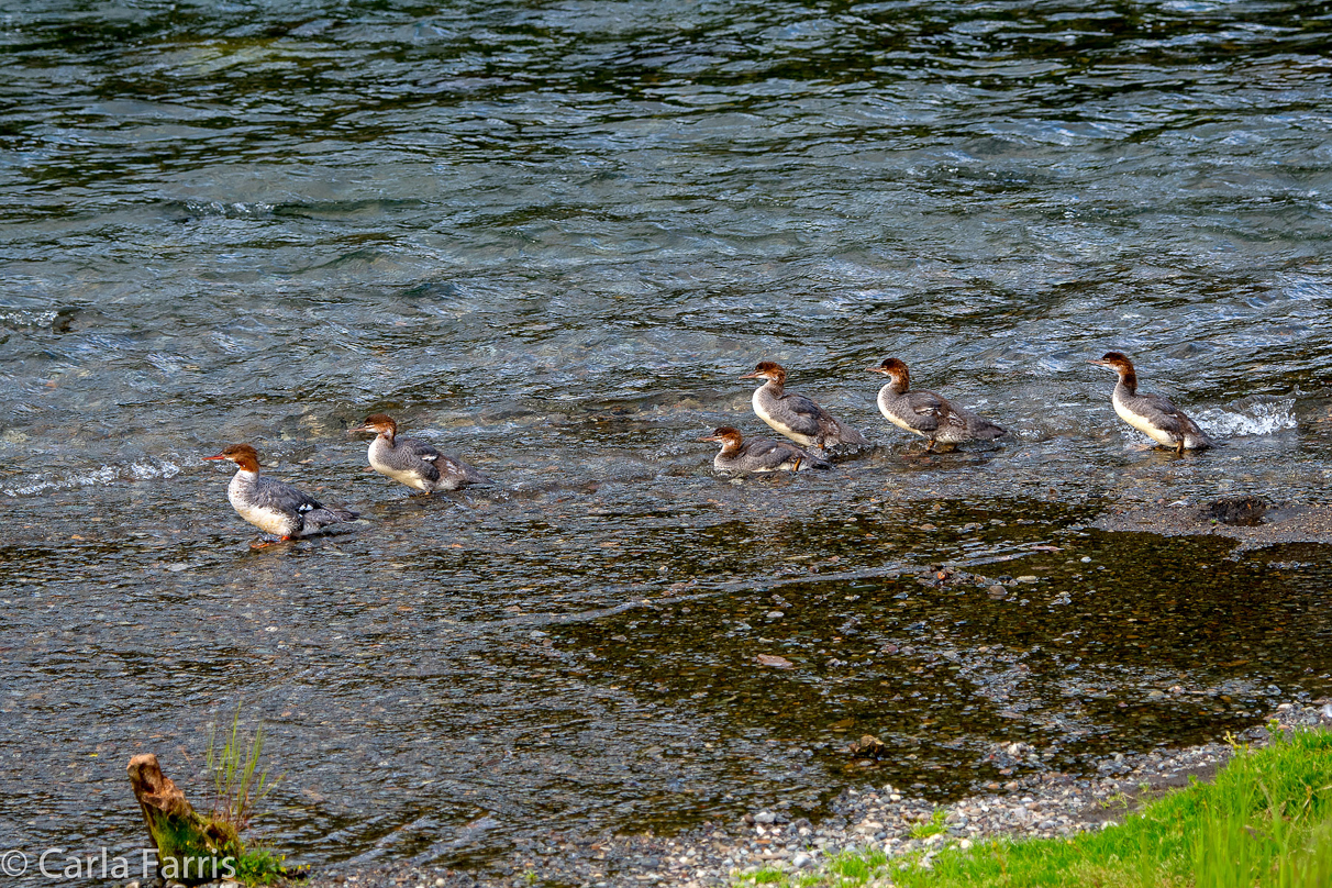 Common Mergansers