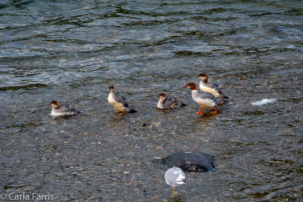 Common Mergansers