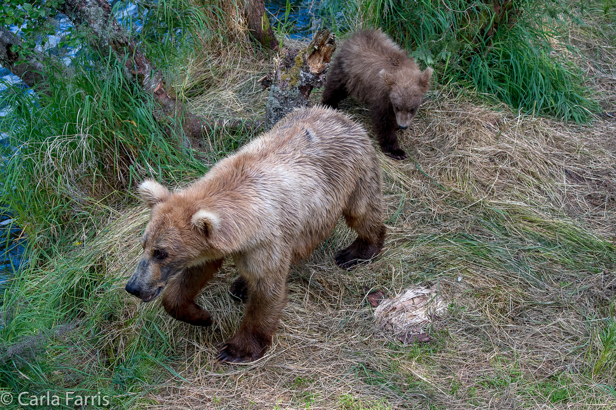 Grazer (128) & cubs