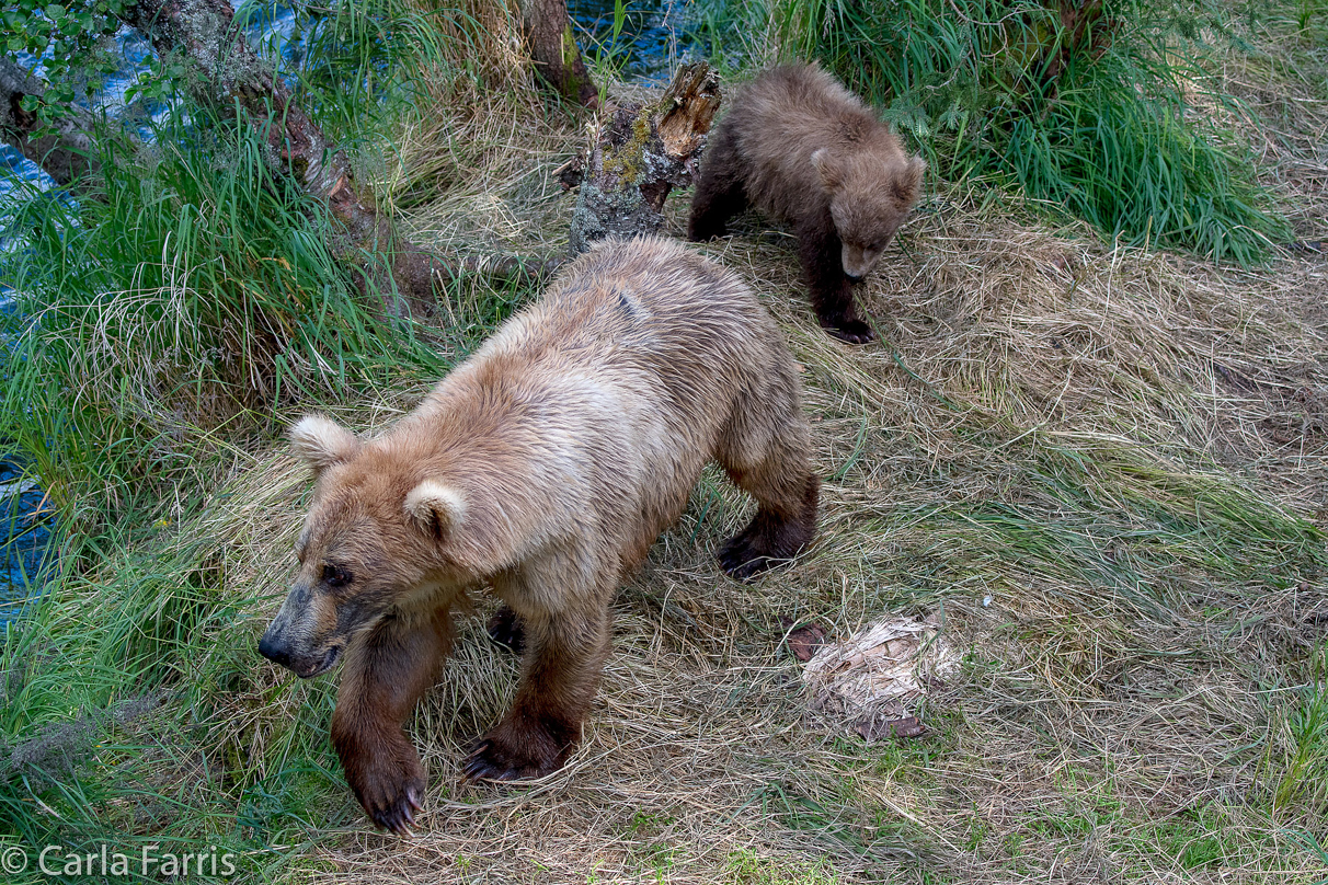 Grazer (128) & cubs