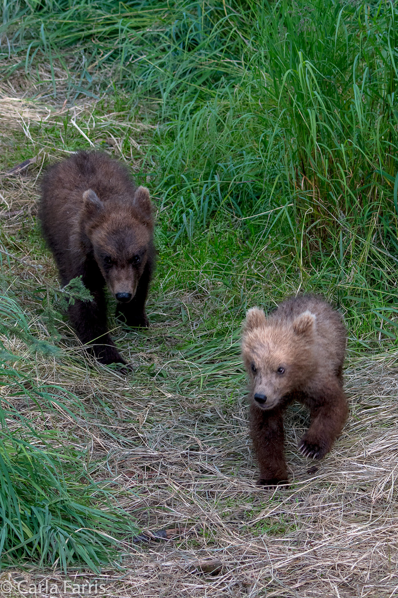 Grazer (128) cub(s)