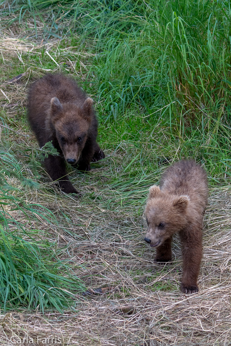 Grazer (128) cub(s)