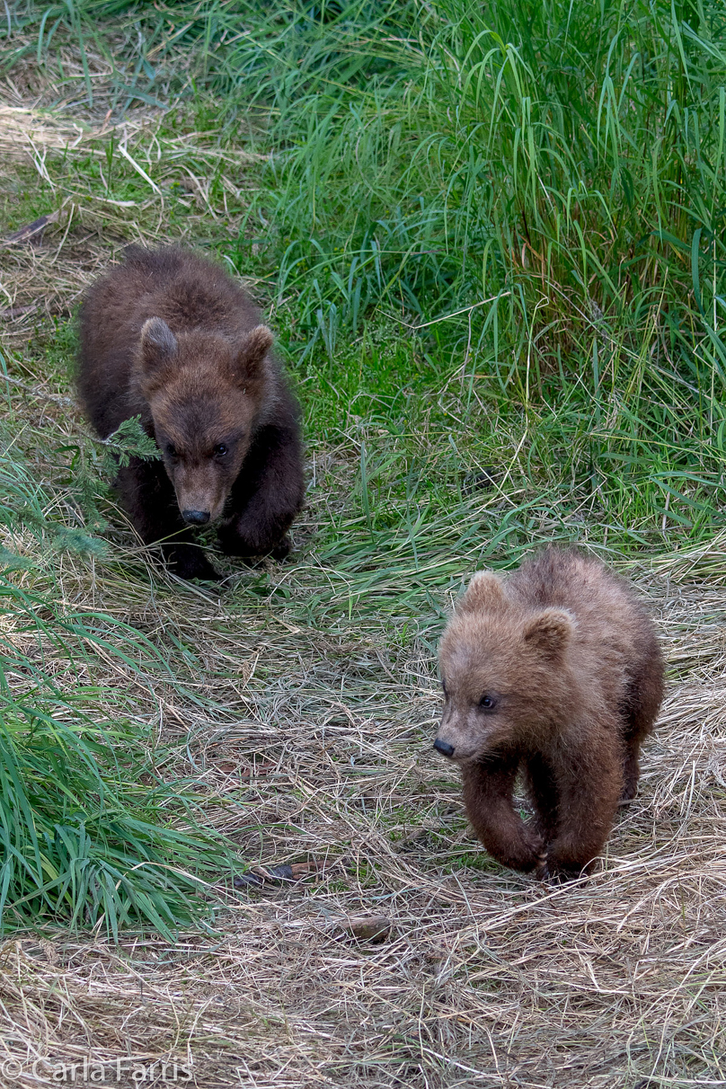 Grazer (128) cub(s)