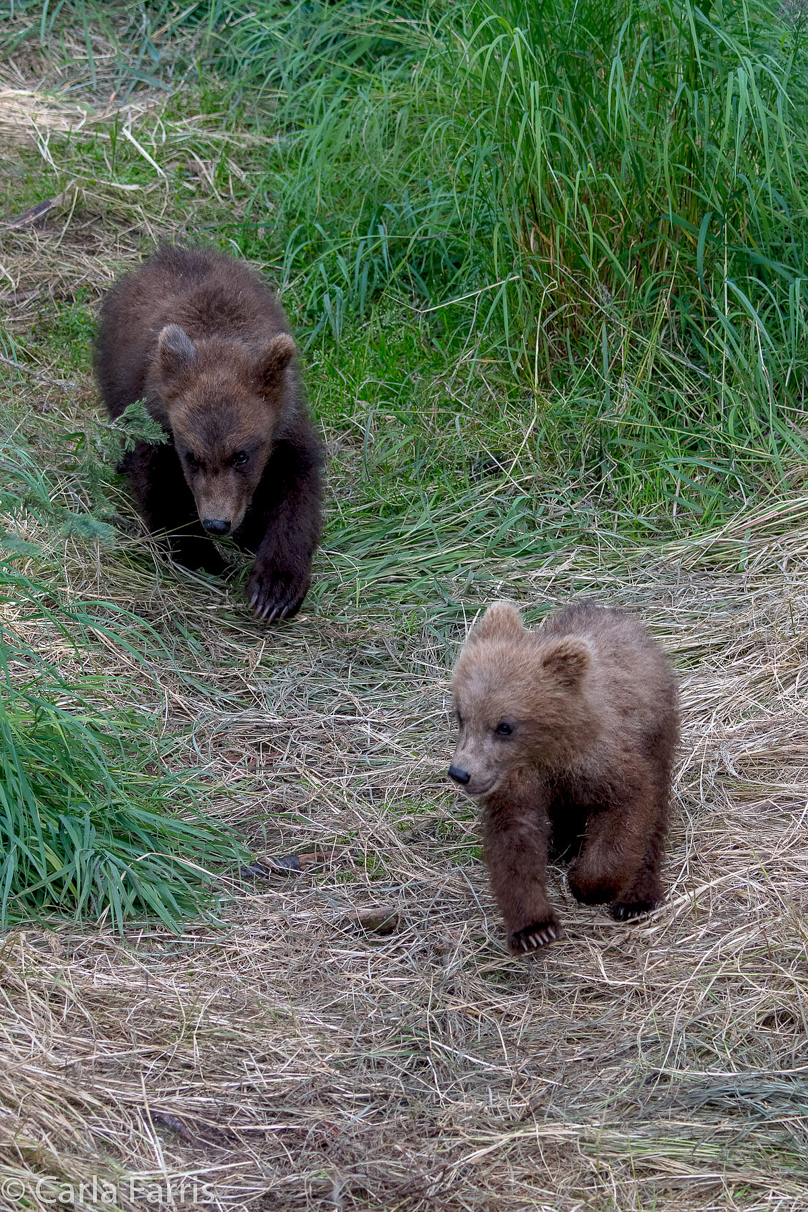 Grazer (128) cub(s)