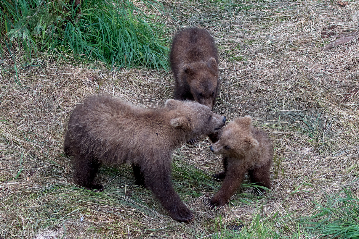 Grazer (128) cub(s)