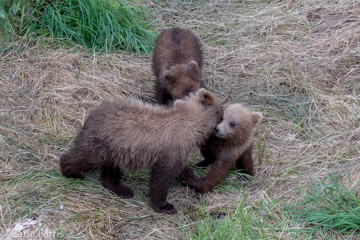 Grazer (128) cub(s)