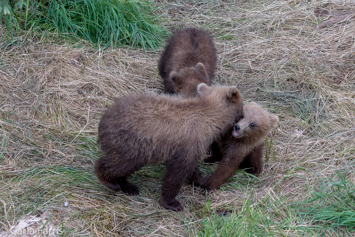 Grazer (128) cub(s)