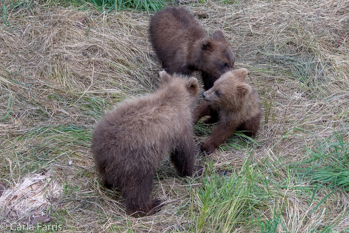 Grazer (128) cub(s)