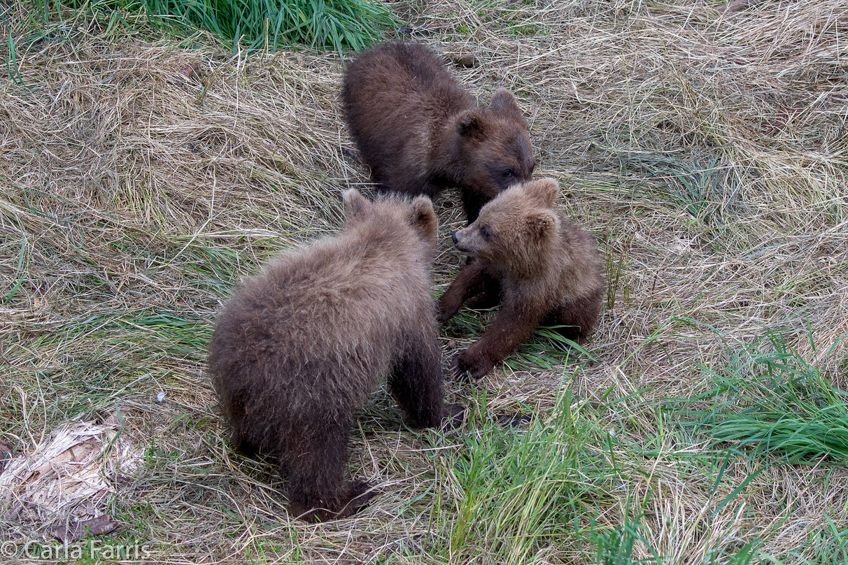 Grazer (128) cub(s)