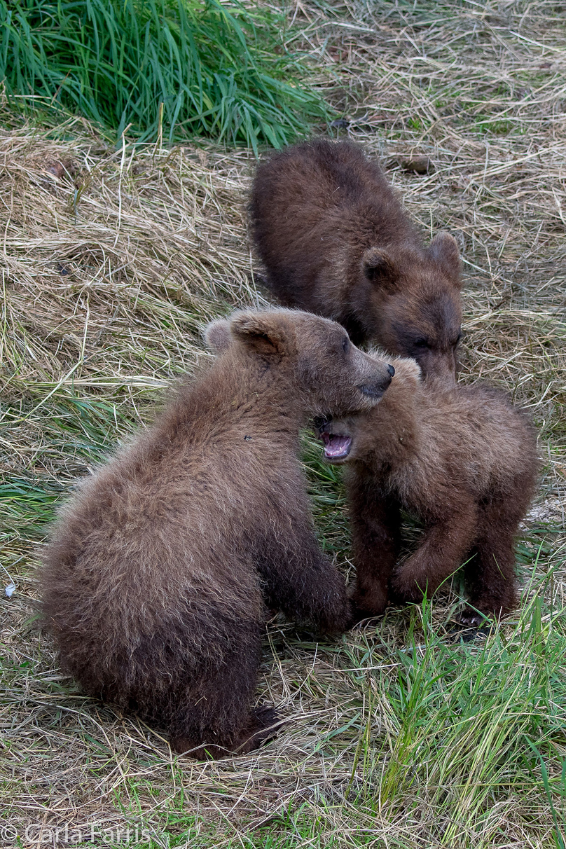 Grazer (128) cub(s)