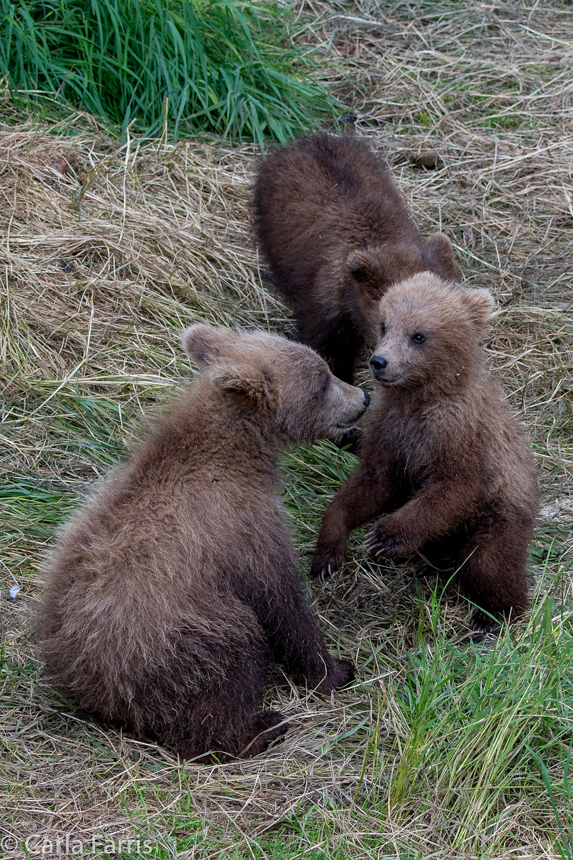 Grazer (128) cub(s)