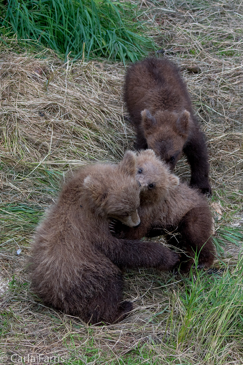 Grazer (128) cub(s)