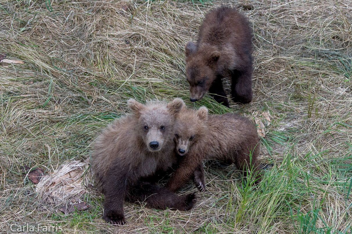 Grazer (128) cub(s)