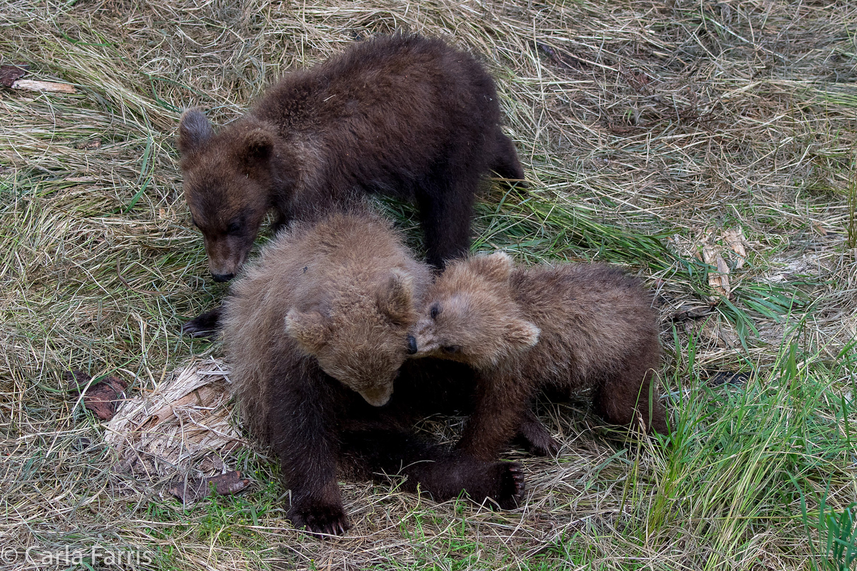 Grazer (128) cub(s)