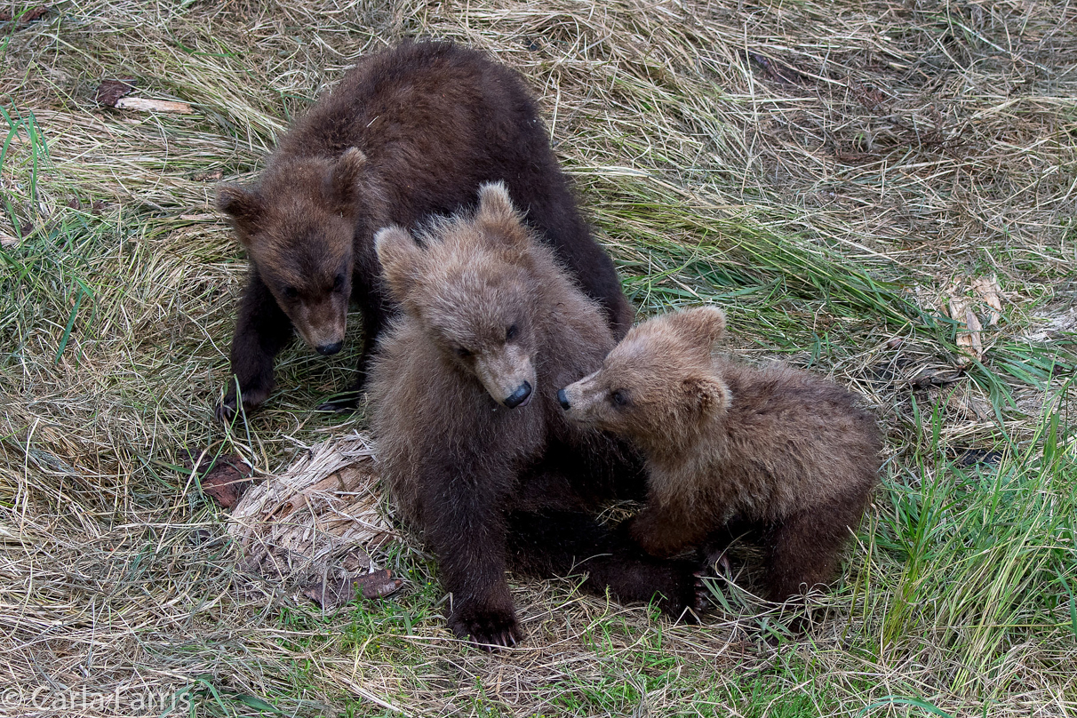 Grazer (128) cub(s)