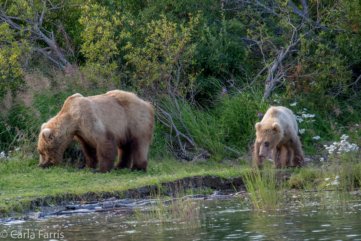 273 & cub (aka Velcro)