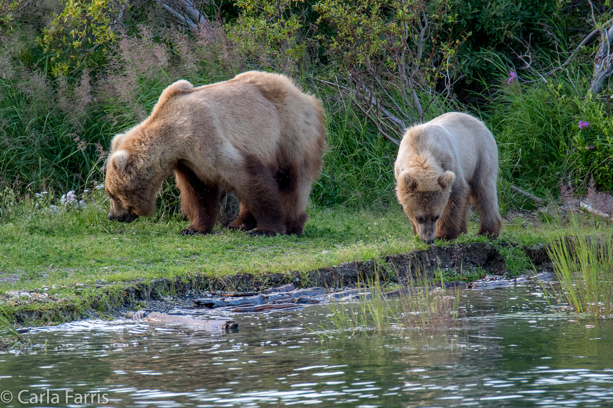 273 & cub (aka Velcro)