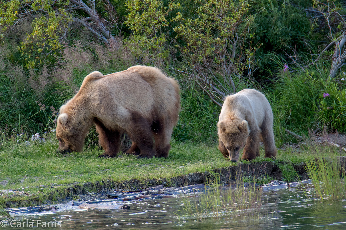 273 & cub (aka Velcro)