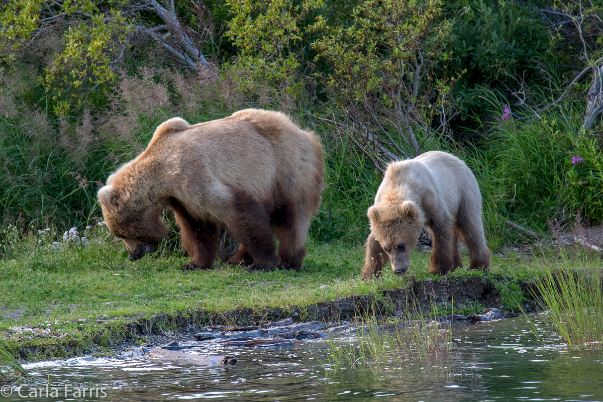 273 & cub (aka Velcro)