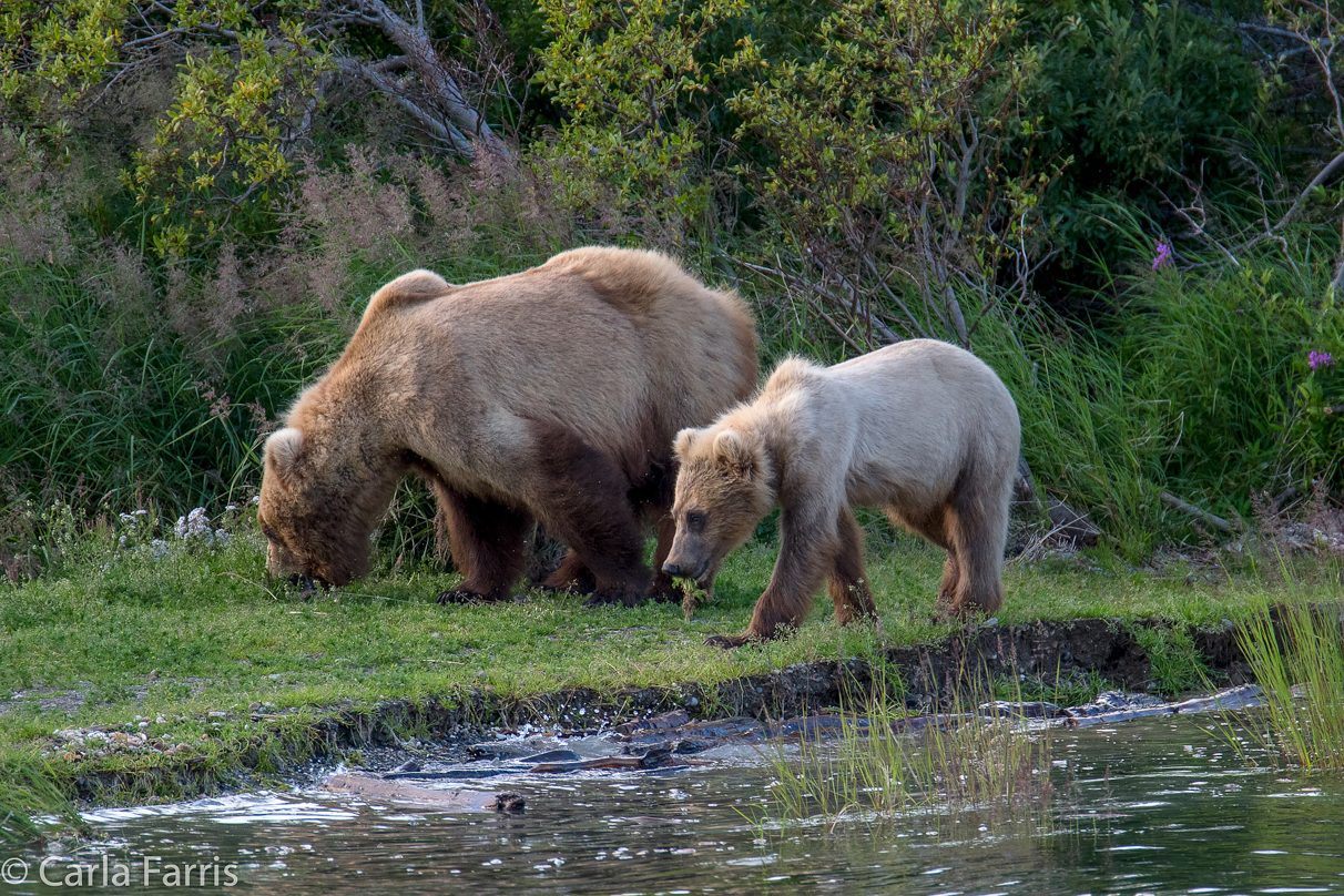 273 & cub (aka Velcro)