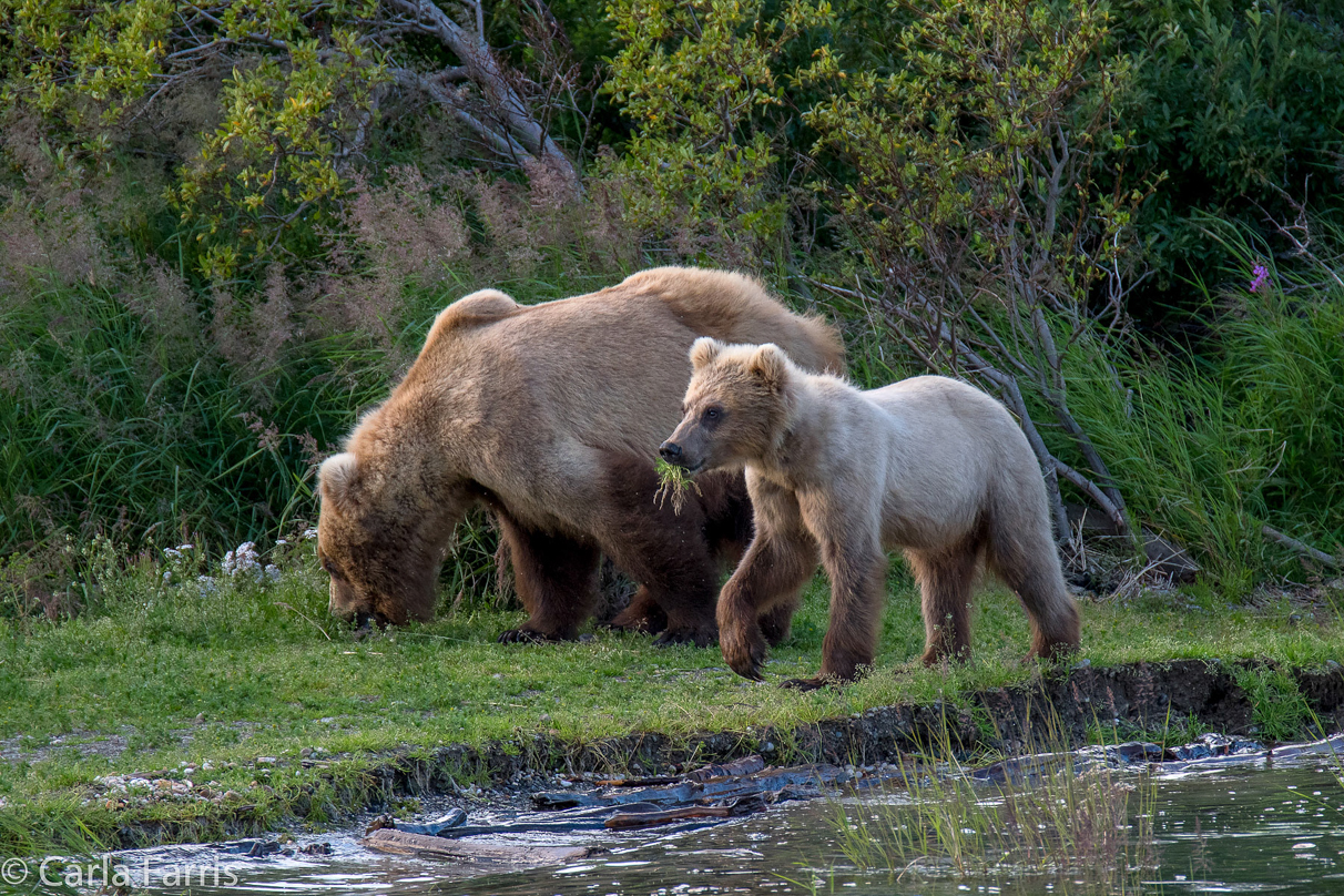 273 & cub (aka Velcro)