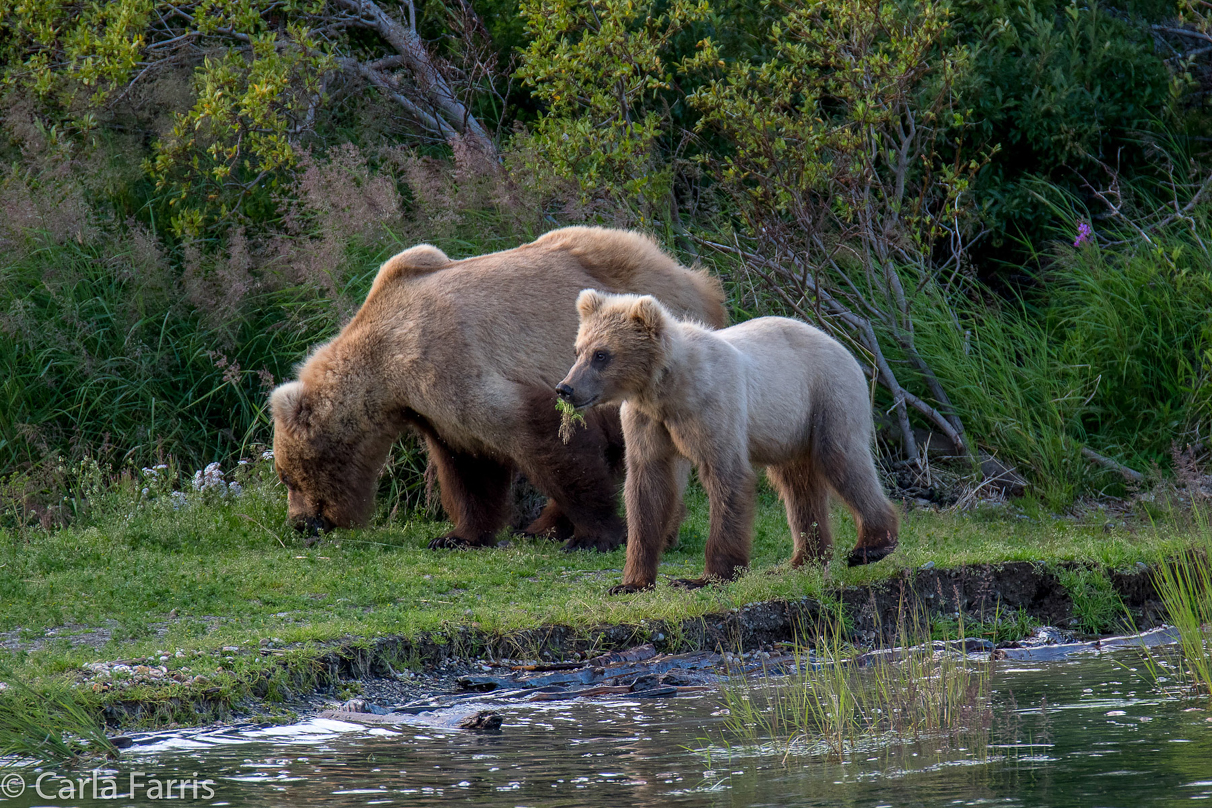 273 & cub (aka Velcro)