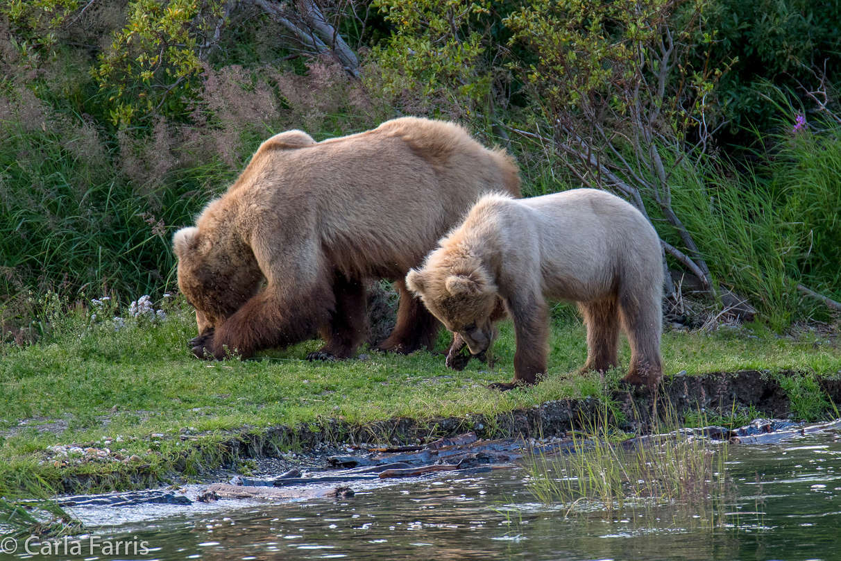 273 & cub (aka Velcro)