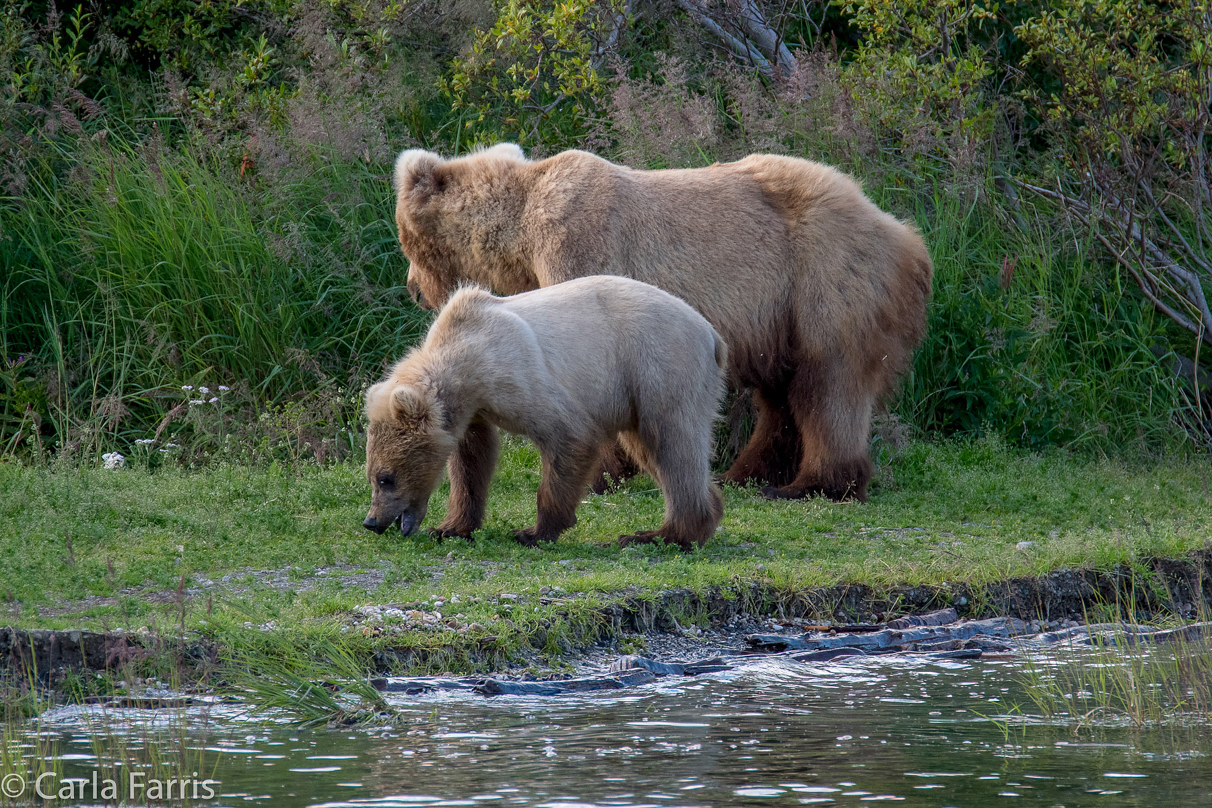 273 & cub (aka Velcro)