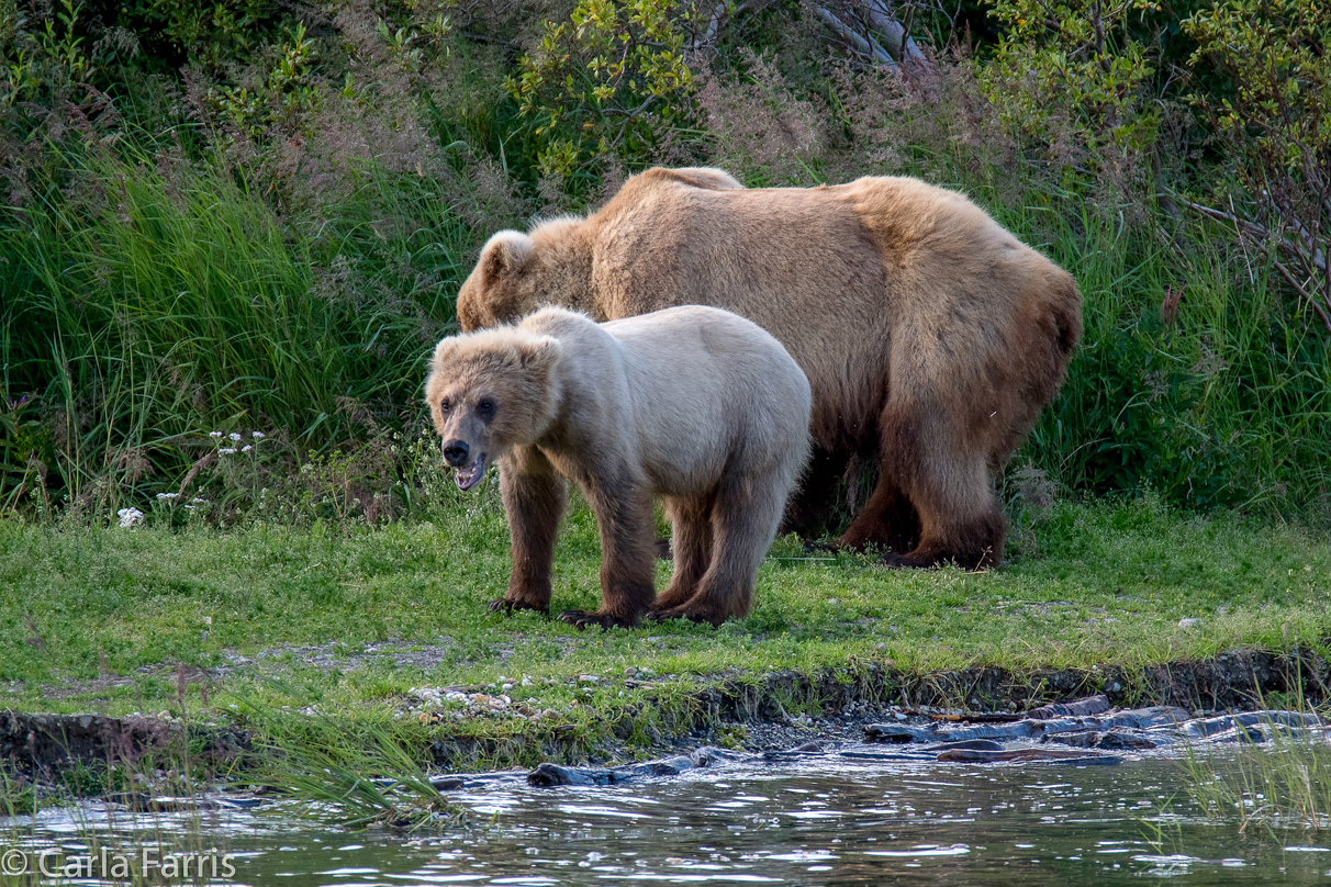 273 & cub (aka Velcro)