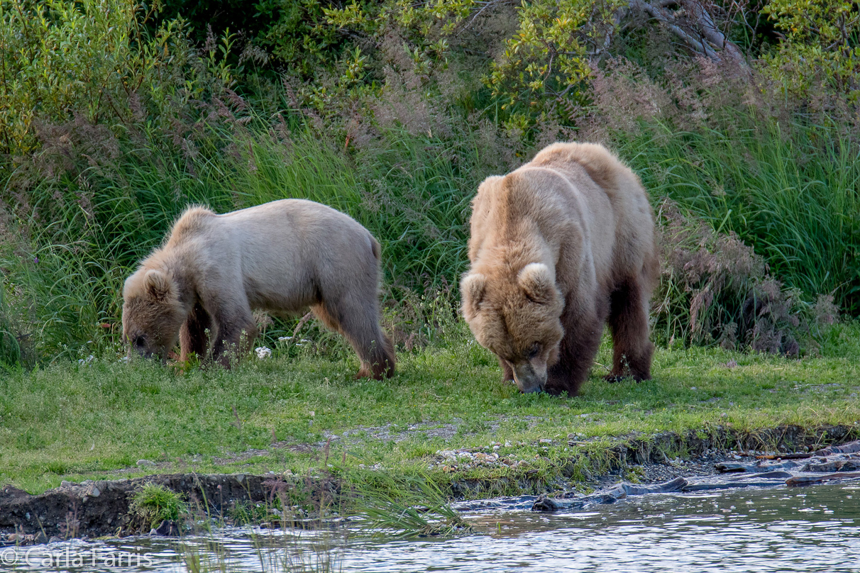 273 & cub (aka Velcro)