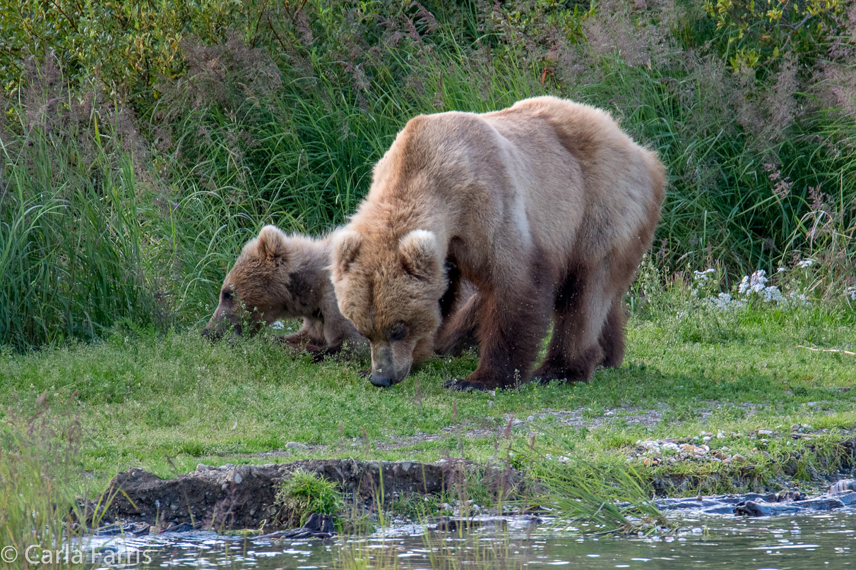 273 & cub (aka Velcro)