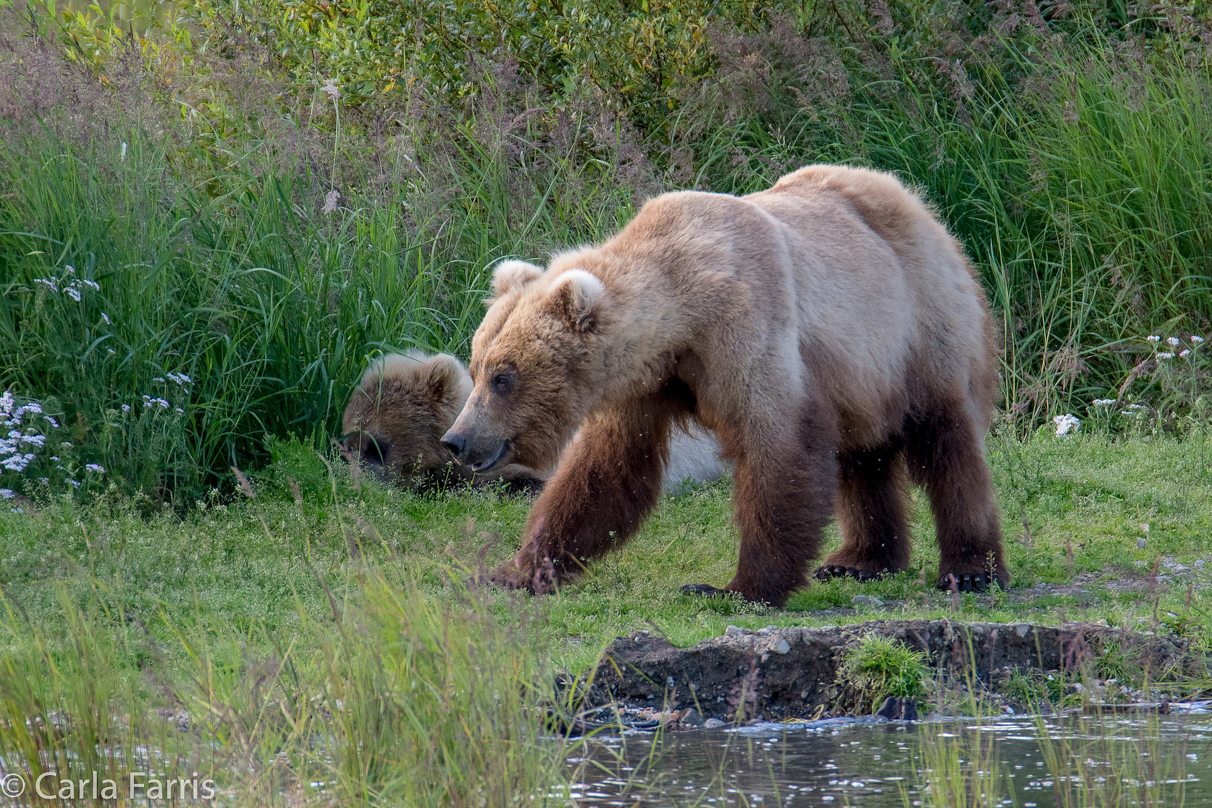 273 & cub (aka Velcro)