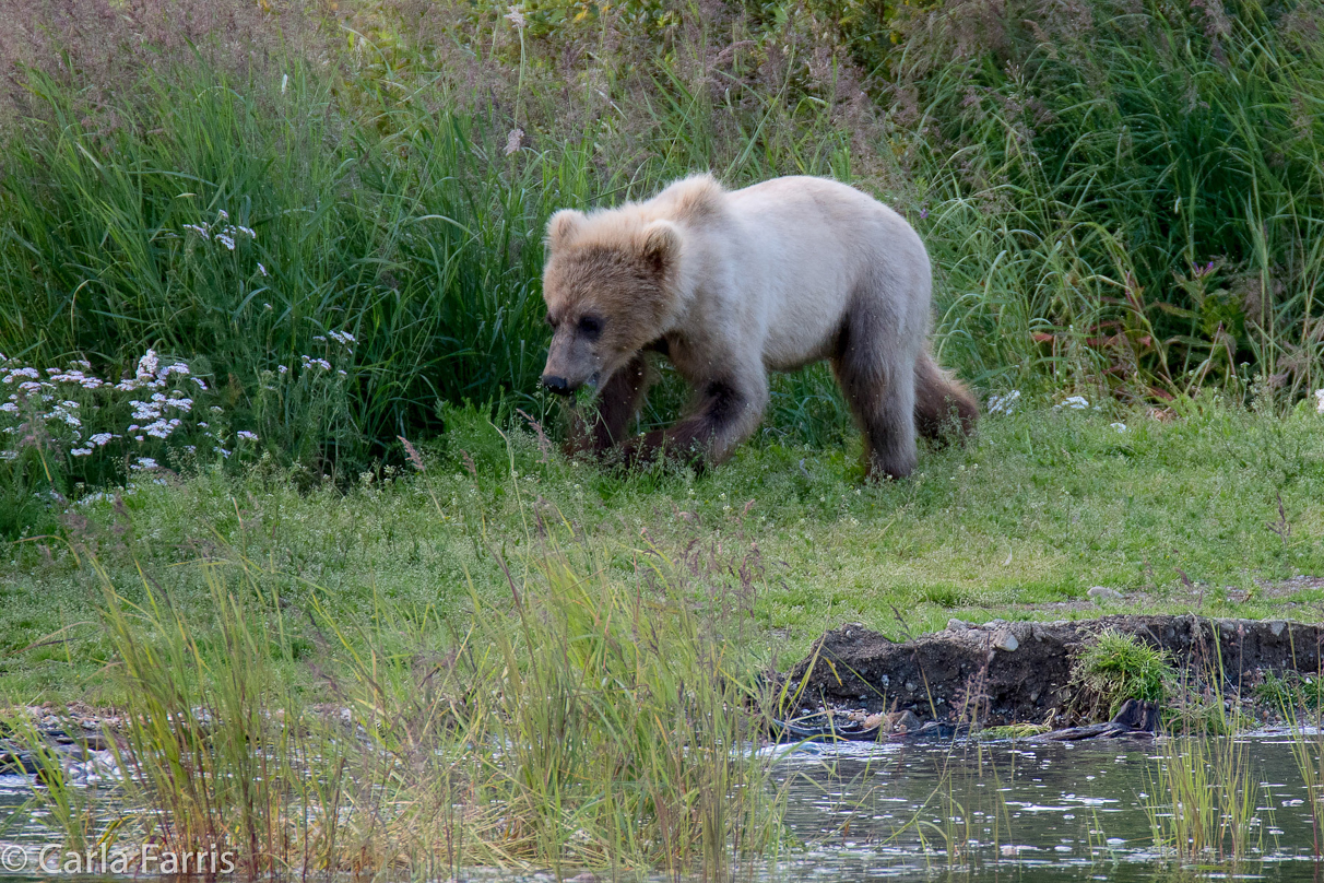 273's cub (aka Velcro)