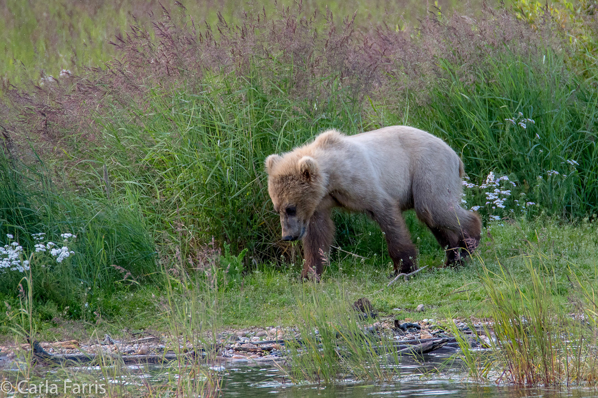 273's cub (aka Velcro)