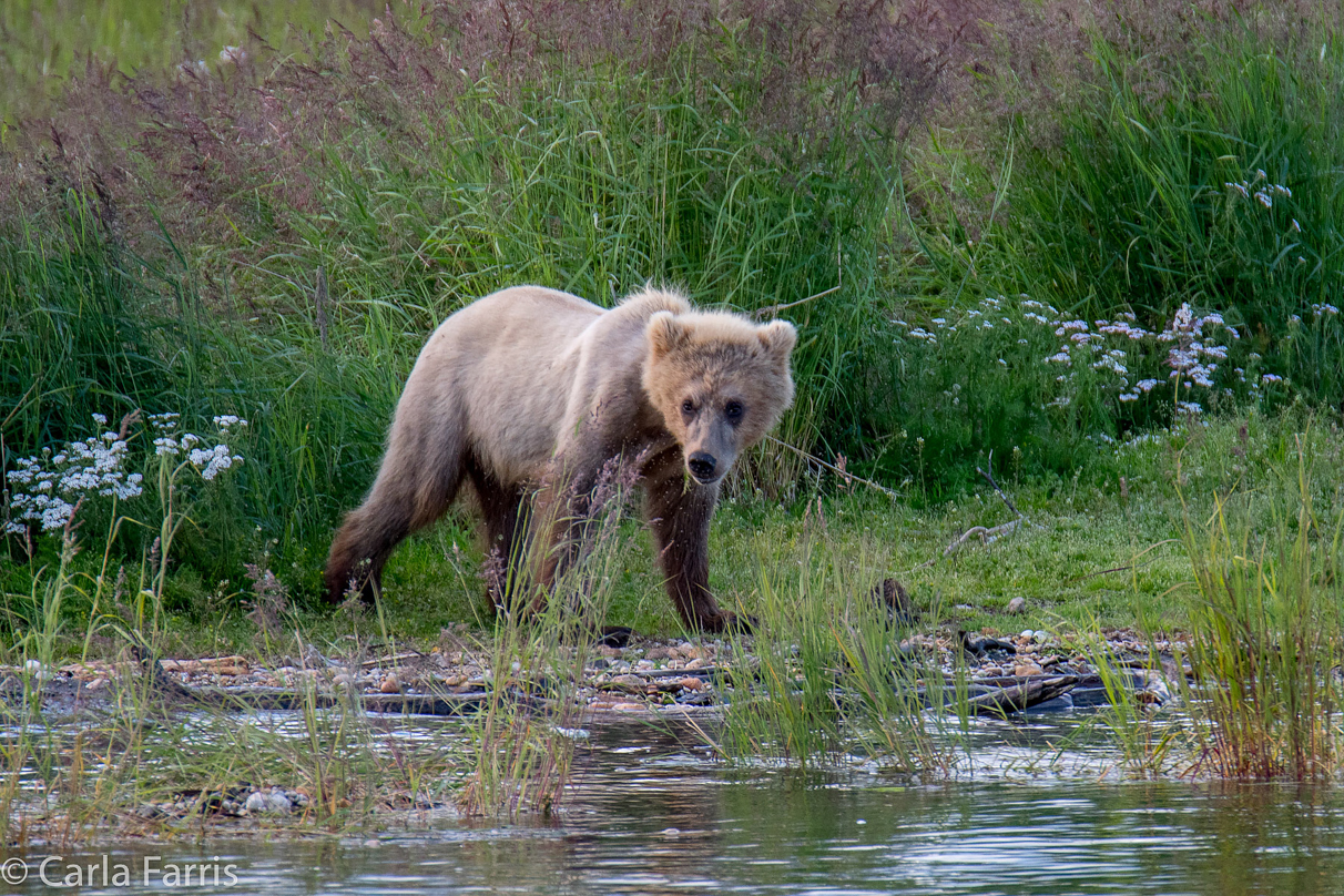 273's cub (aka Velcro)