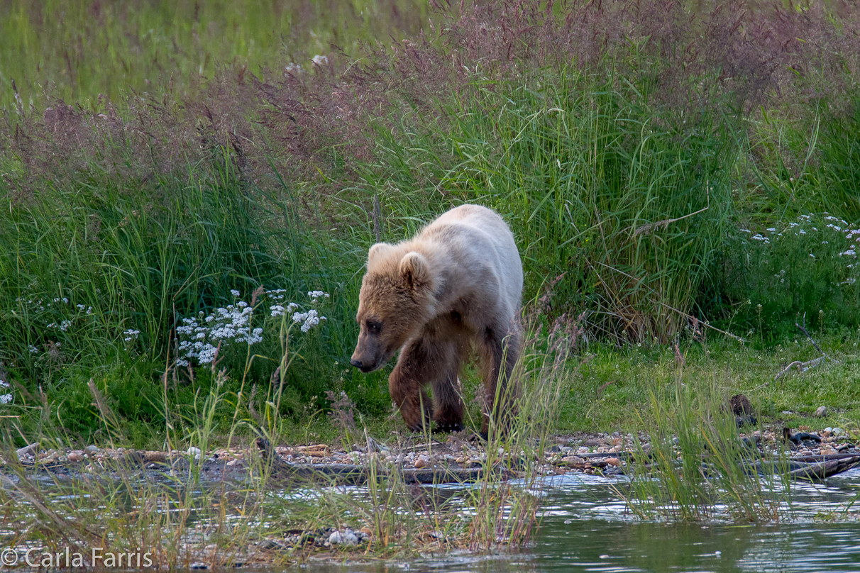 273's cub (aka Velcro)